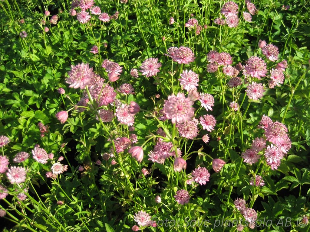 Astrantia major  'Buckland'