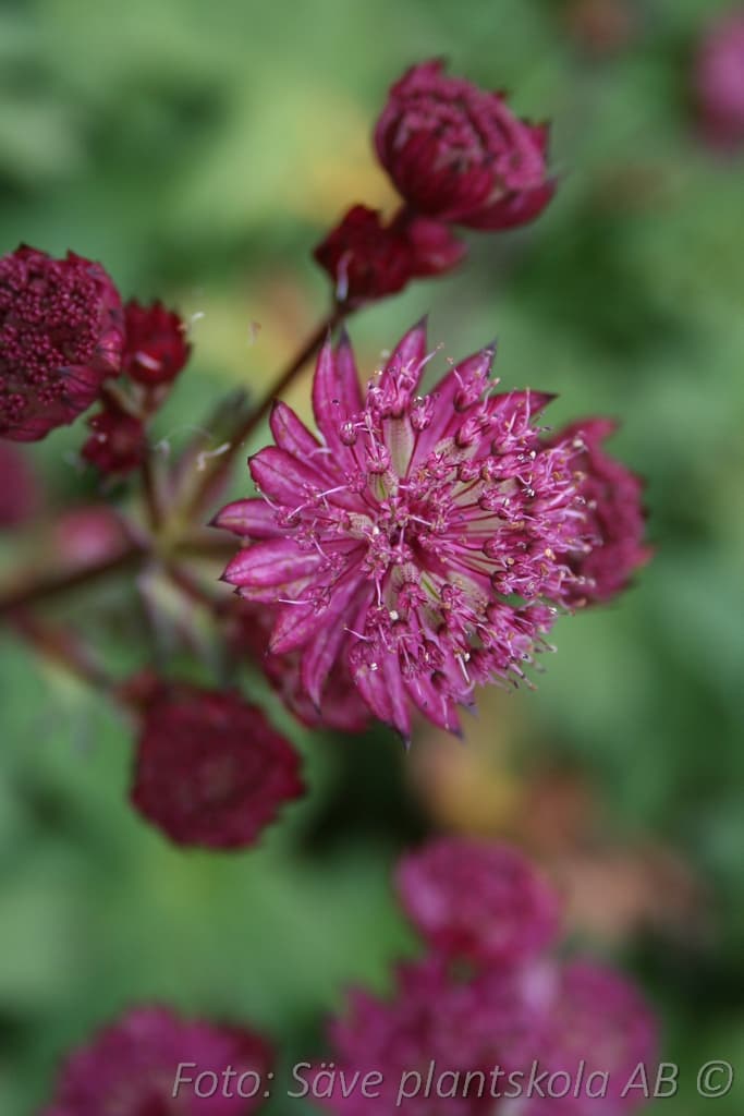 Astrantia major  'Claret'