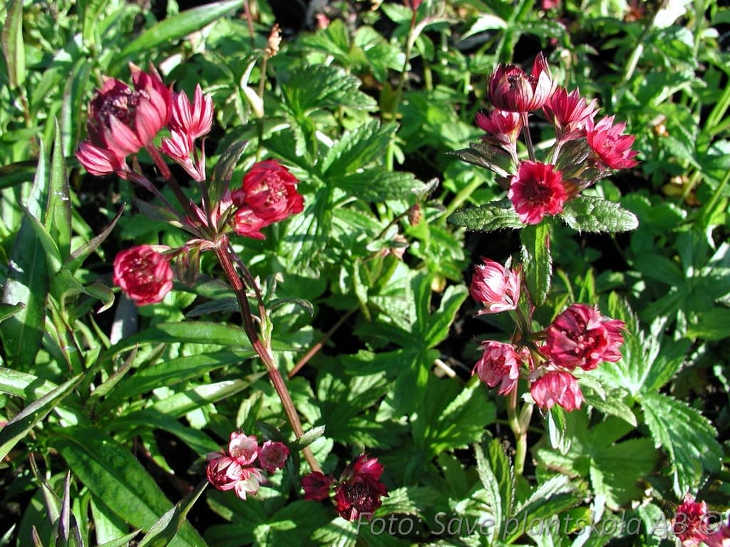 Astrantia major  'Moulin Rouge' (PBR)