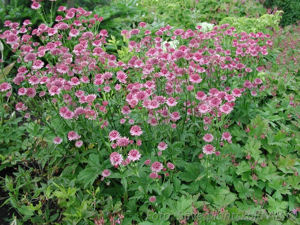 Astrantia major  'Roma'
