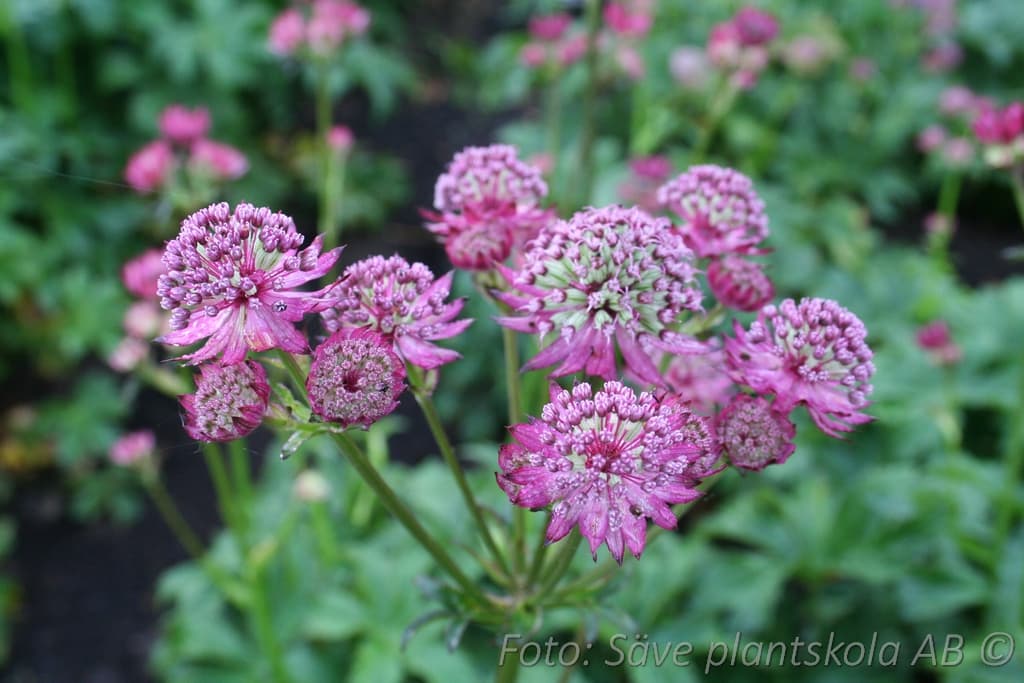 Astrantia major  'Star of Beauty'  (PBR)