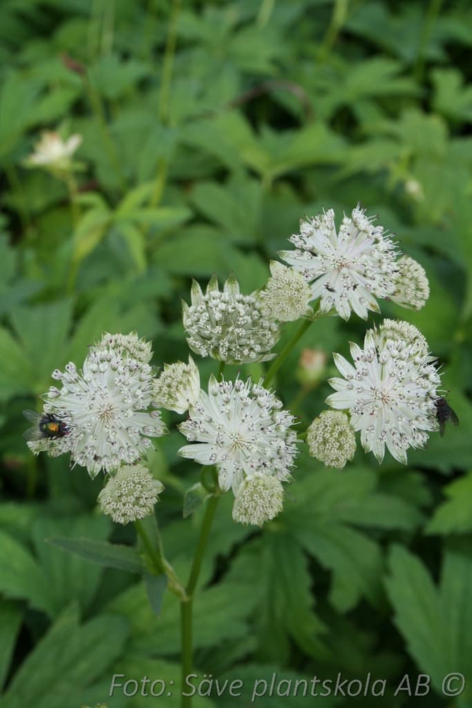 Astrantia major  'Snow Star' (PBR)