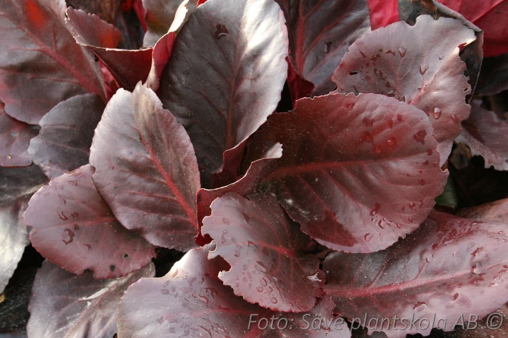 Bergenia cordifolia 'Vinterglöd'
