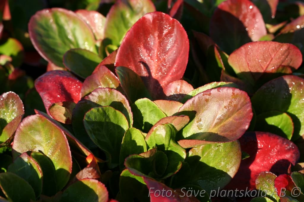 Bergenia  'Baby Doll'