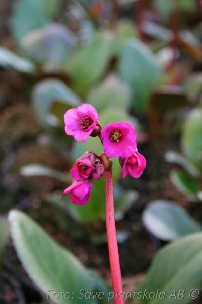Bergenia  'Eroica'