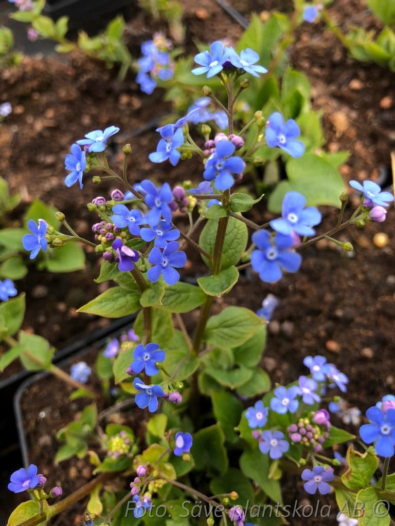 Brunnera macrophylla  'Caucasian Carpet'