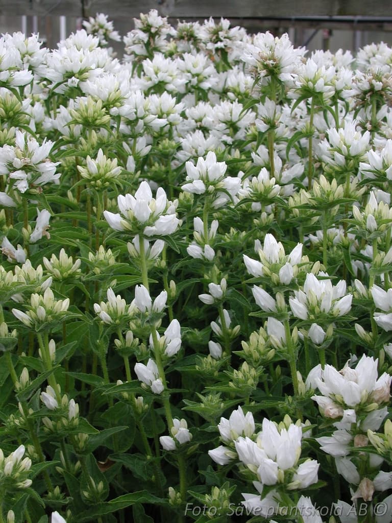 Campanula glomerata  'Alba'