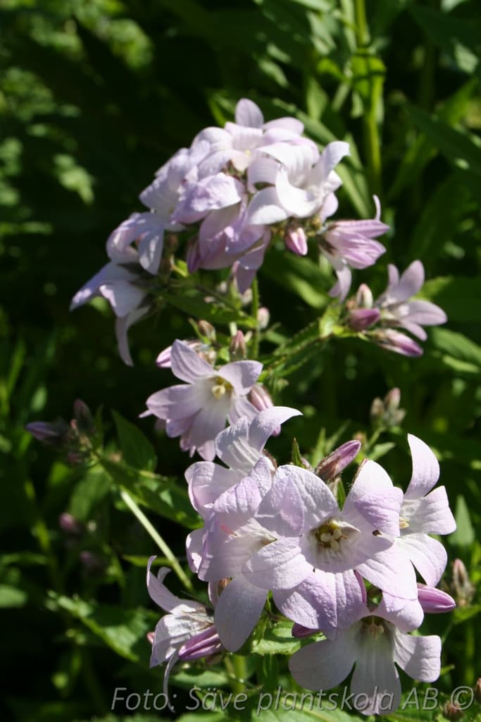 Campanula lactiflora  'Loddon Anna'