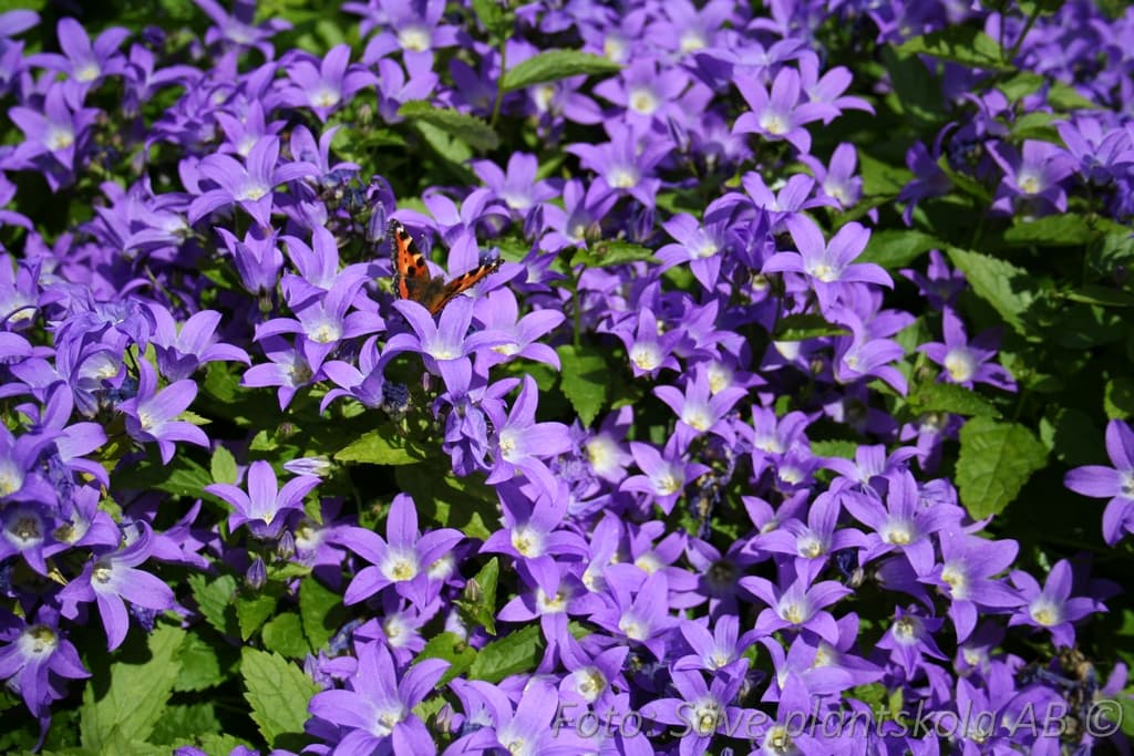 Campanula lactiflora  'Prichard'