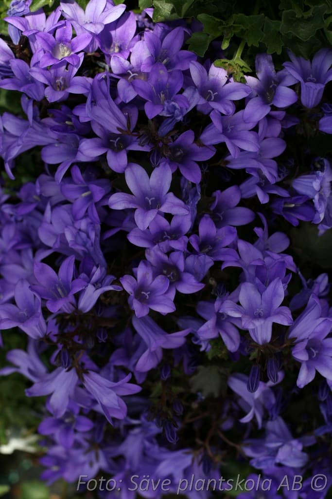 Campanula portenschlagiana  'Catharina'