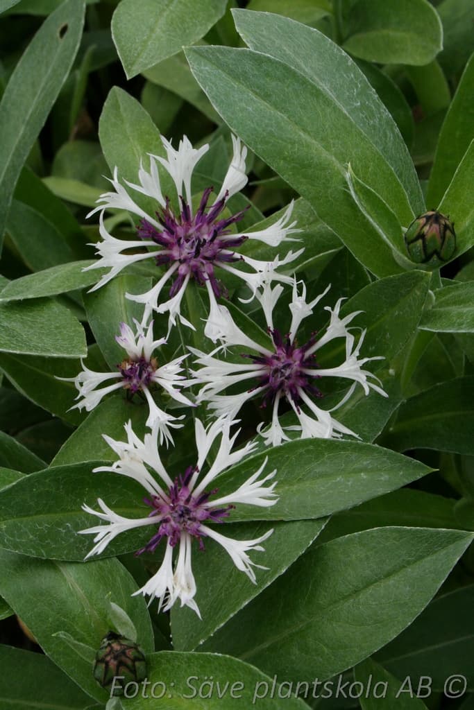 Centaurea montana  'Amethyst in Snow '