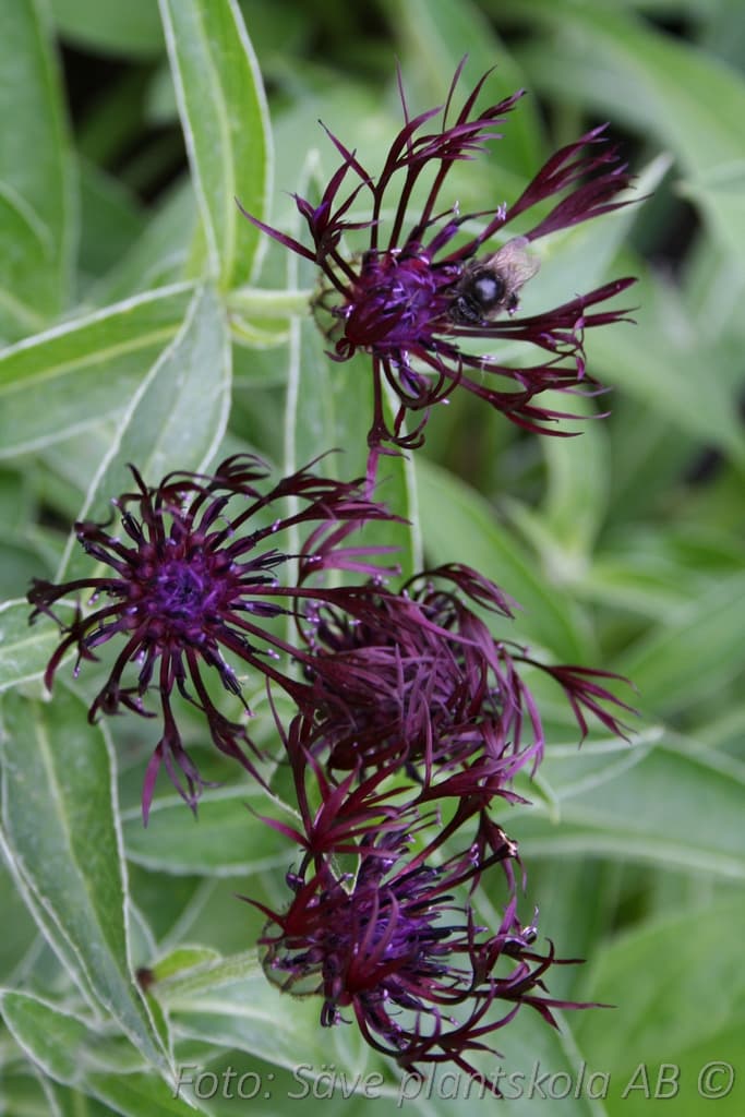 Centaurea montana  'Jordy'