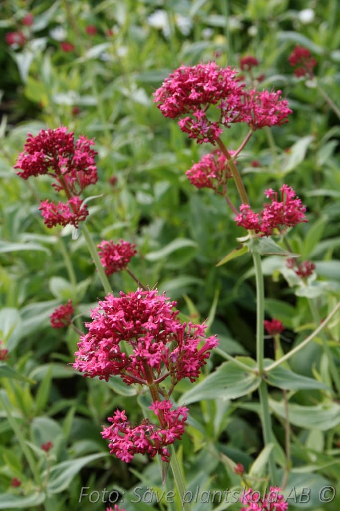 Centranthus ruber