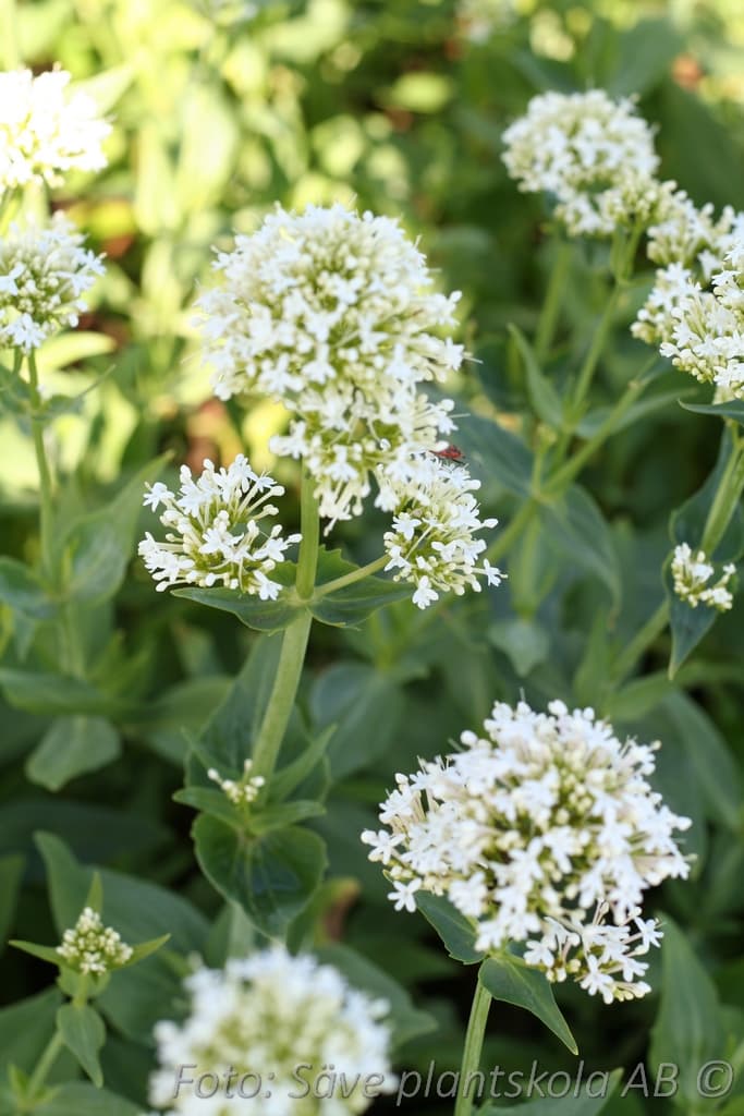 Centranthus ruber 'Albus'