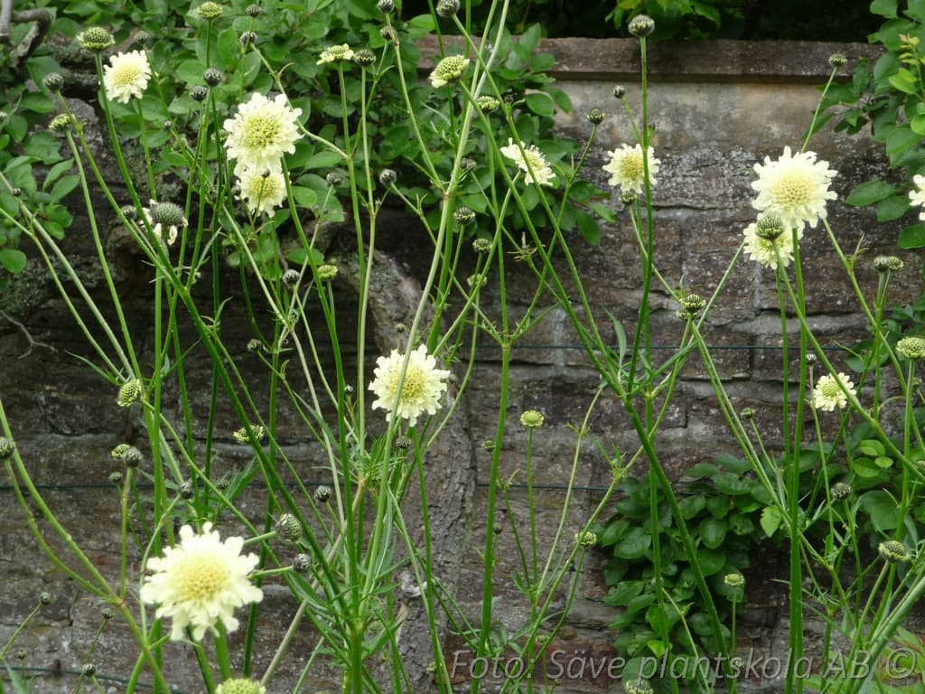Cephalaria gigantea