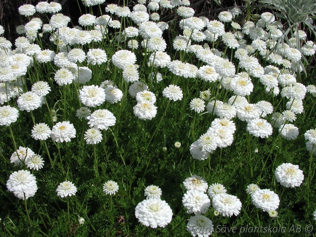 Chamaemelum nobile  'Ligulosum'