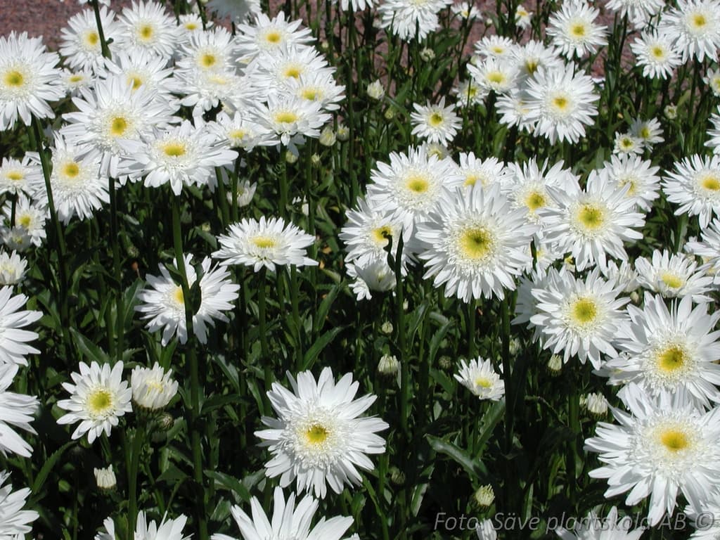 Leucanthemum superbum  'Christine Hageman'