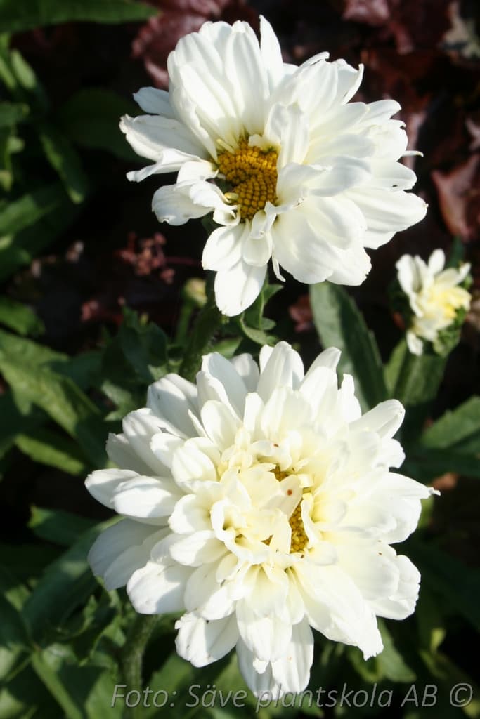 Leucanthemum superbum  'Victorian Secret' (PBR)