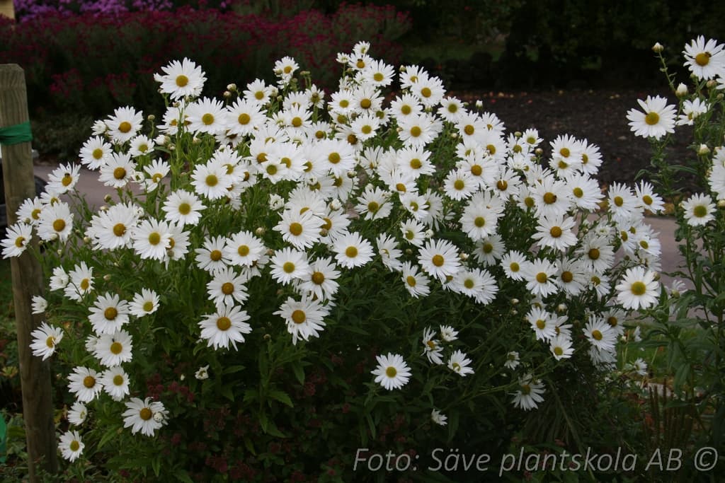 Leucanthemella serotina 'Herbstern'