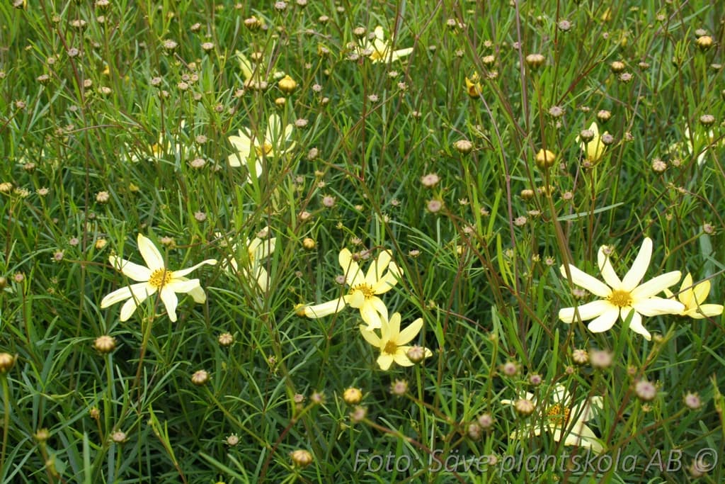 Coreopsis verticillata  'Moonbeam'