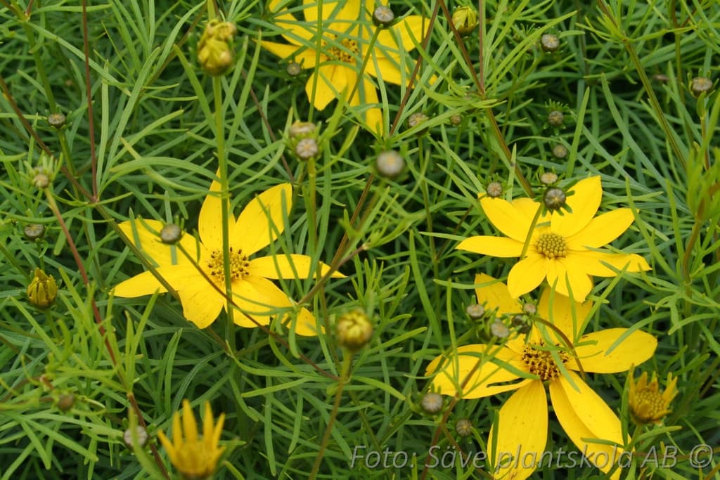Coreopsis verticillata  'Zagreb'