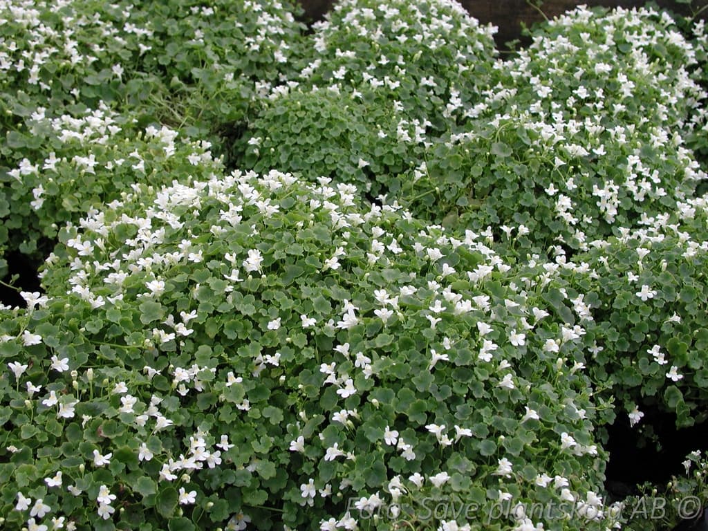 Cymbalaria muralis 'Alba'
