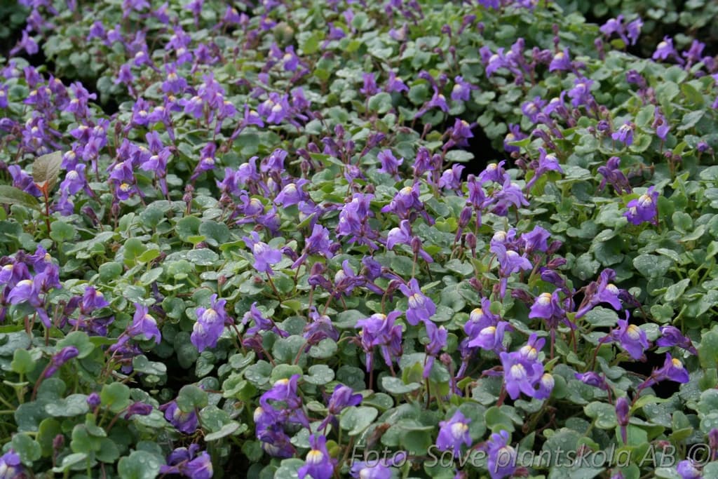 Cymbalaria pallida