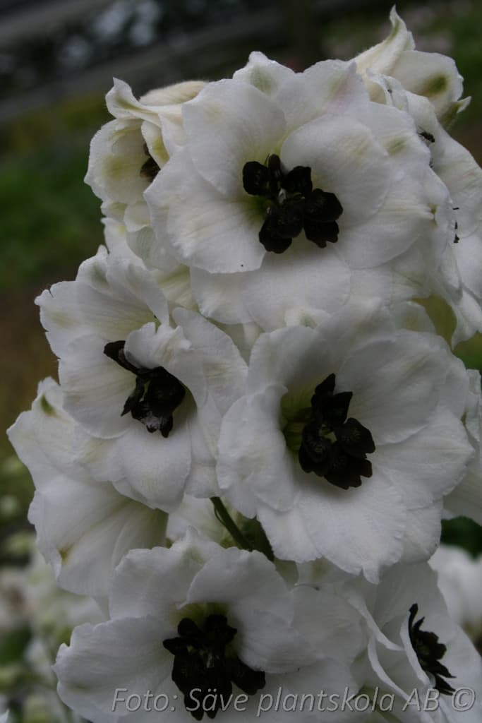 Delphinium Millenium-serien 'Black Eyed Angels'