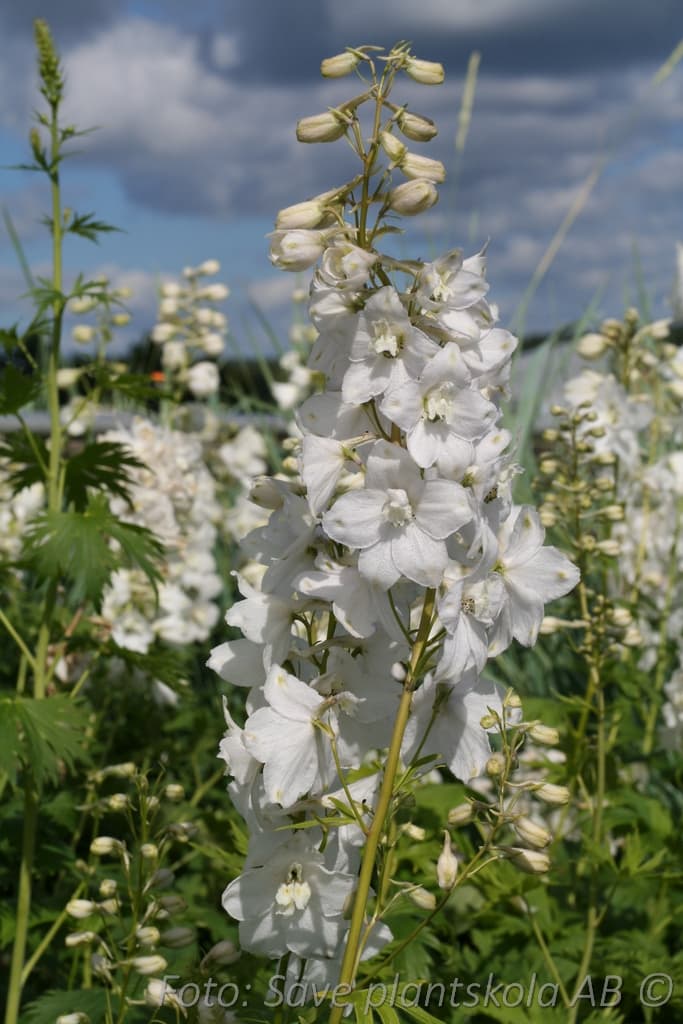 Delphinium elatum  'Galahad'