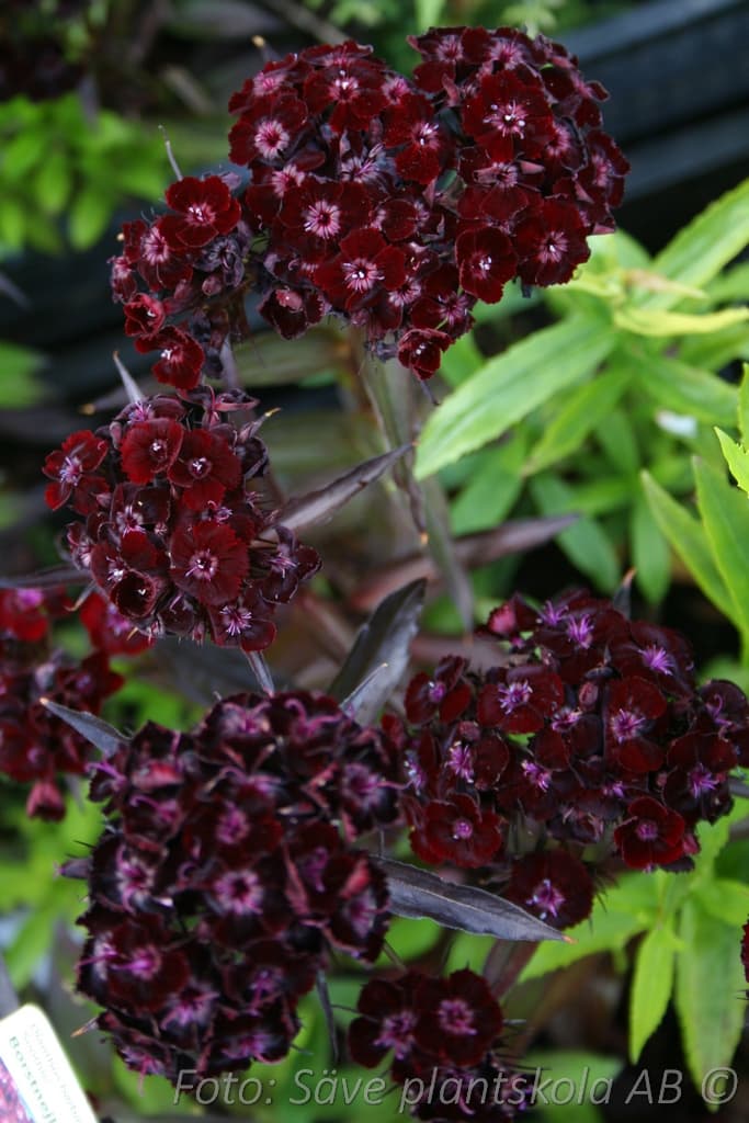 Dianthus barbatus 'Sooty'