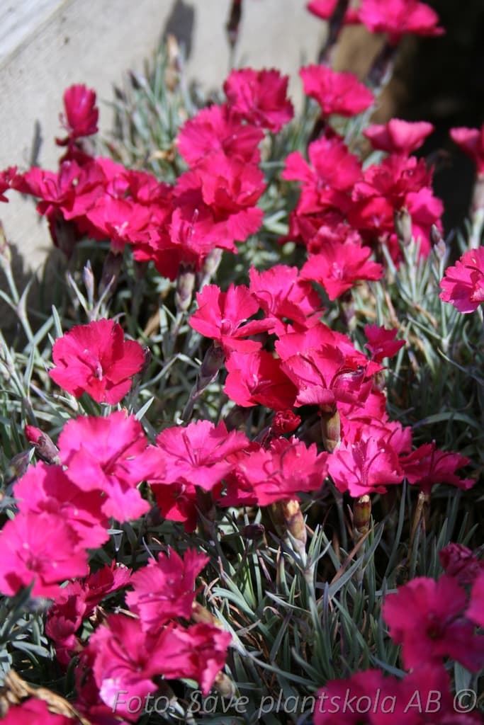 Dianthus gratianopolitanus  'Badenia'