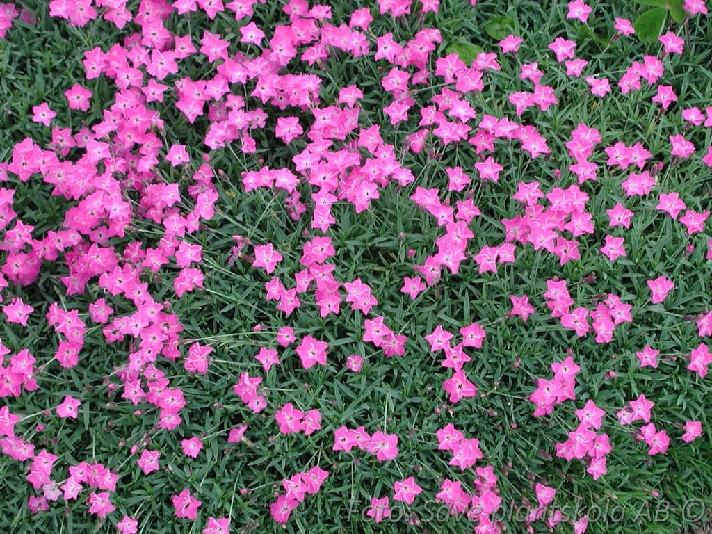 Dianthus gratianopolitanus  'Carmineus'
