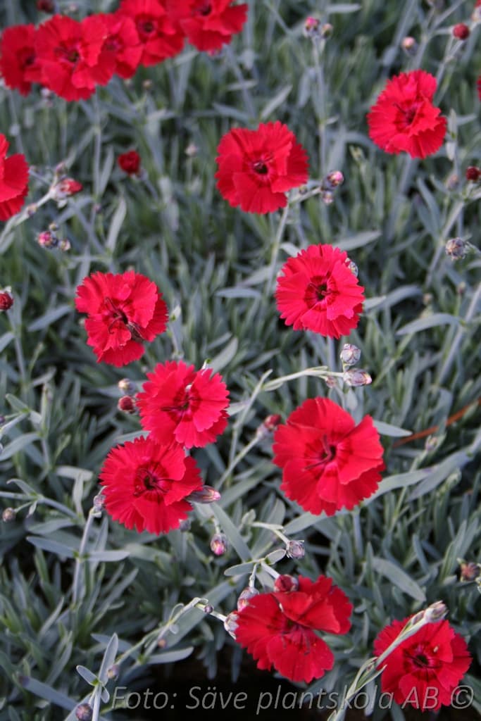 Dianthus gratianopolitanus  'Rubin'