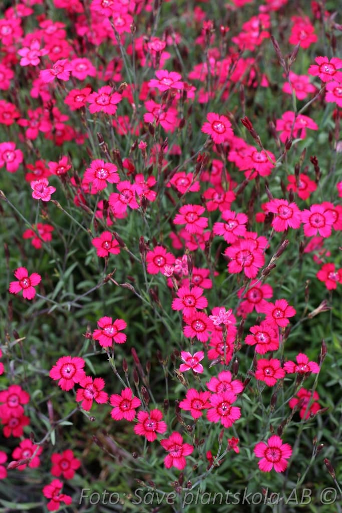 Dianthus deltoides  'Brilliant'