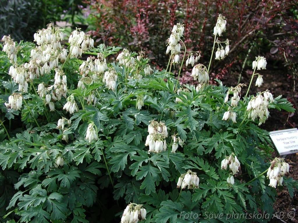 Dicentra formosa  'Alba'