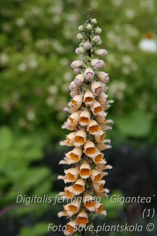 Digitalis ferruginea  'Gigantea'
