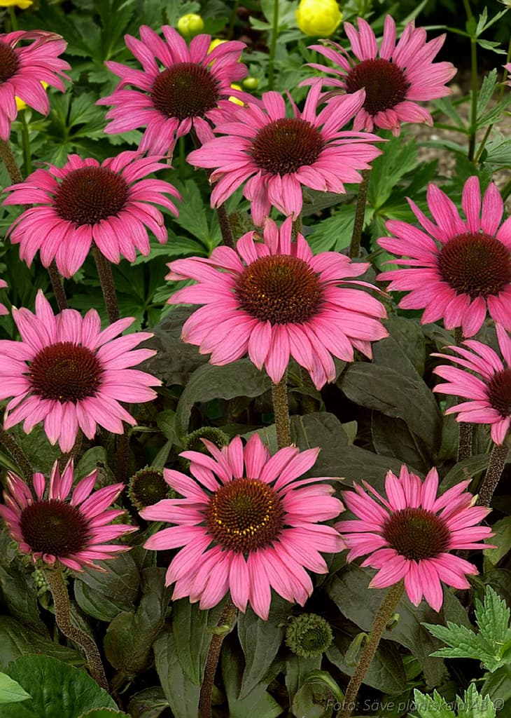 Echinacea  'Little Magnus' (PBR)