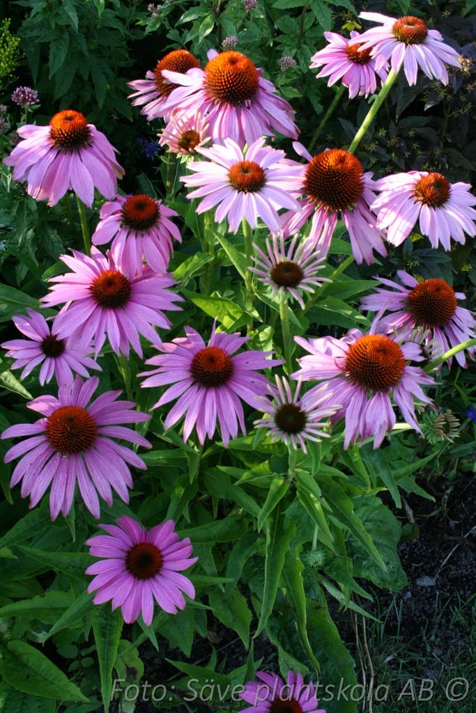 Echinacea purpurea  'Magnus'