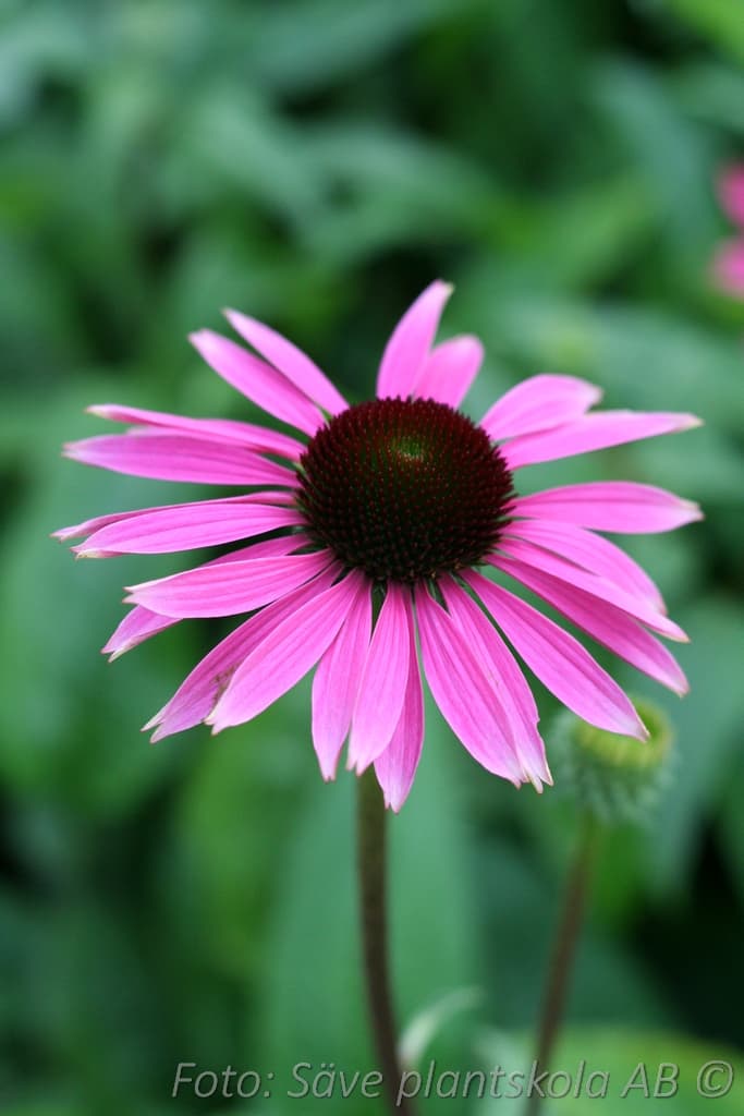 Echinacea purpurea  'Rubinstern'