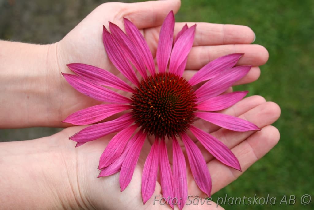 Echinacea  'Ruby Giant'