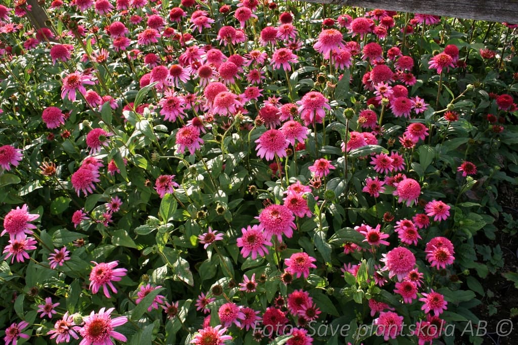 Echinacea  'Pink Double Delight ' (PBR)