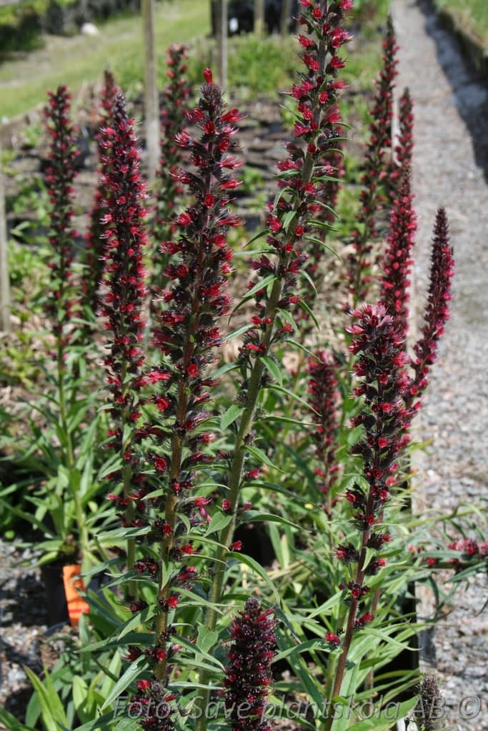 Echium (Pontechium) russicum (maculatum)