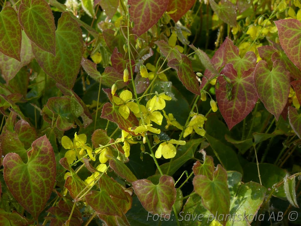 Epimedium perralchicum 'Frohnleiten'