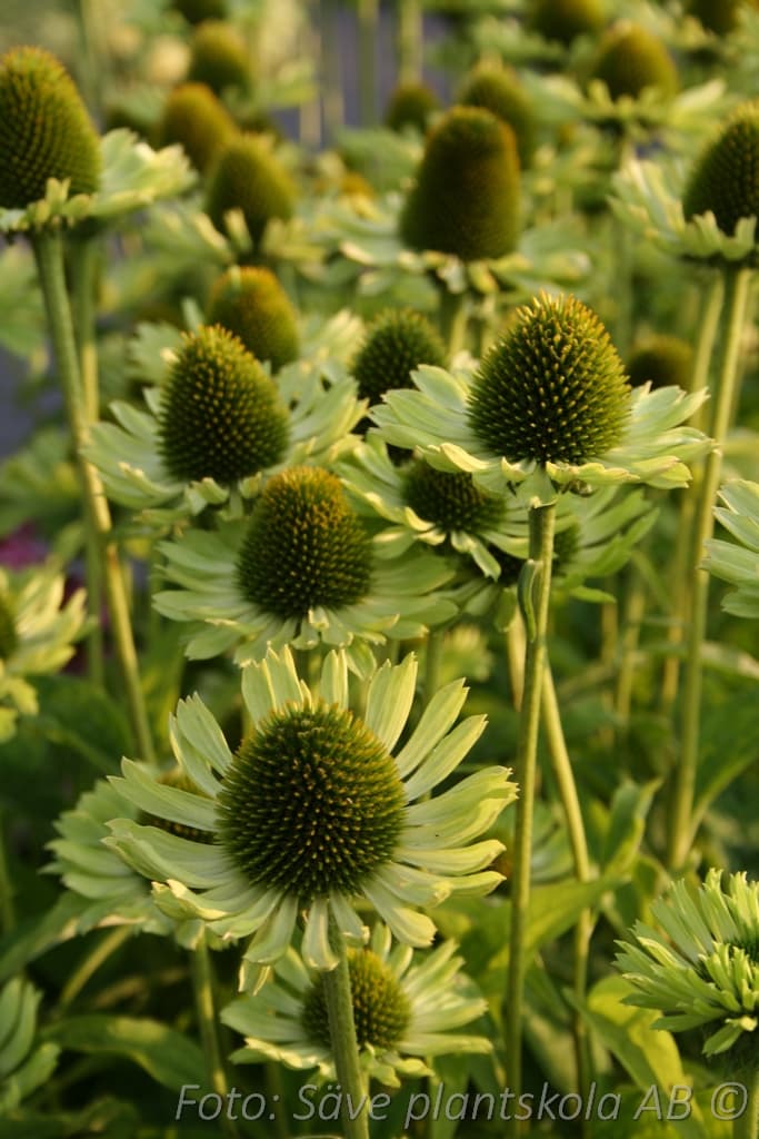 Echinacea  'Green Jewel' (PBR)