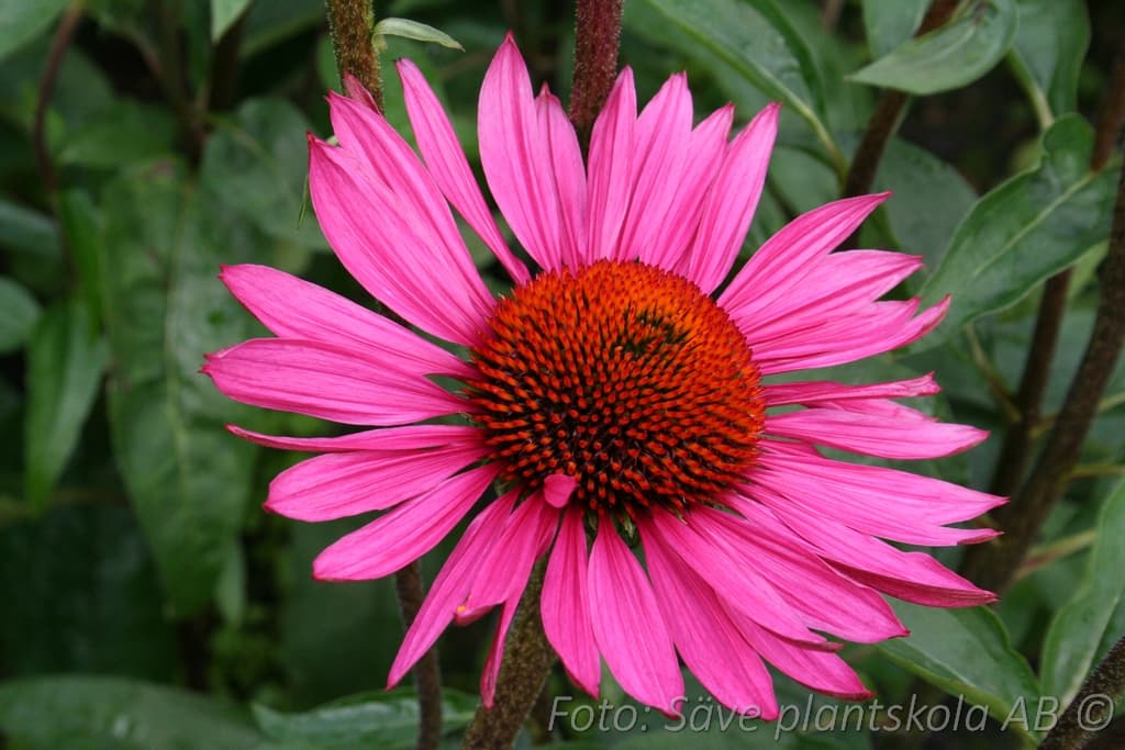 Echinacea  'Ruby Glow'