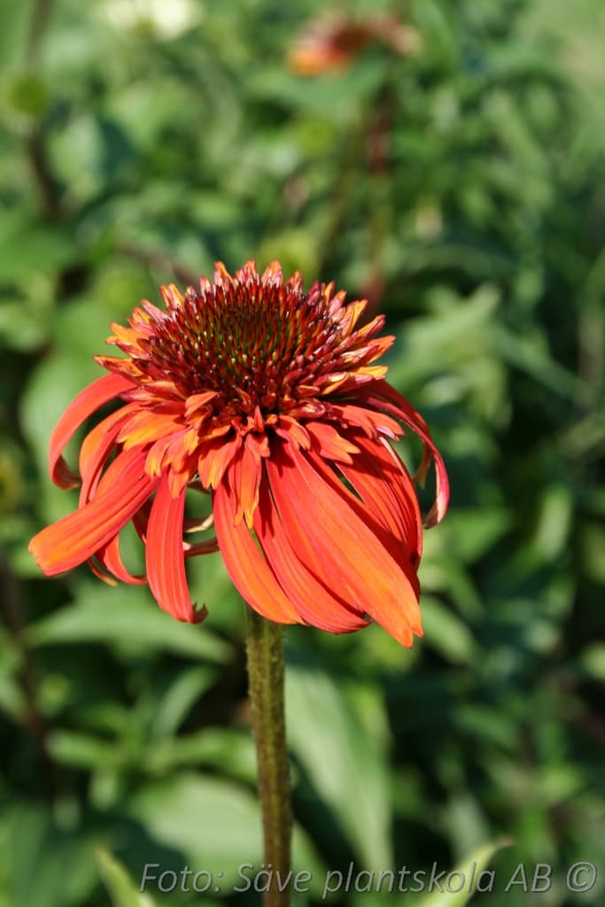 Echinacea  'Eccentric' (PBR)