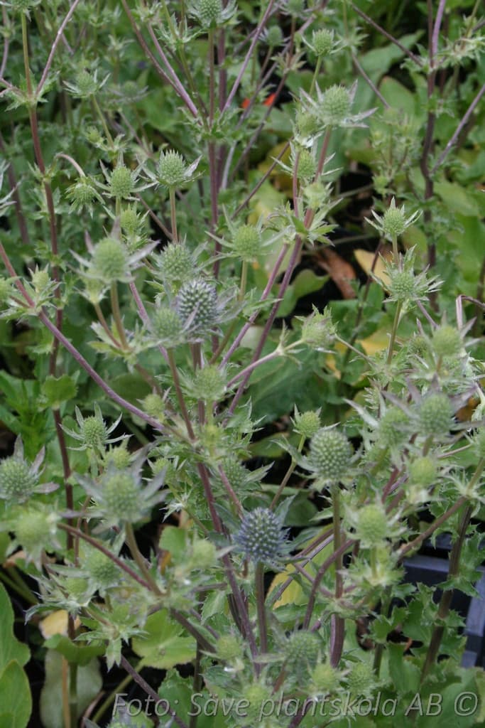 Eryngium planum  'Blue Hobbit'