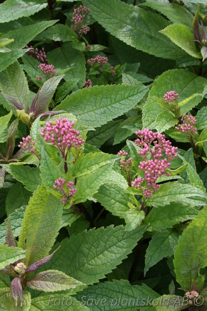 Eutrochium maculatum 'Riesenschirm'