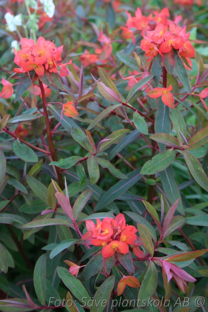 Euphorbia griffithii  'Fireglow'