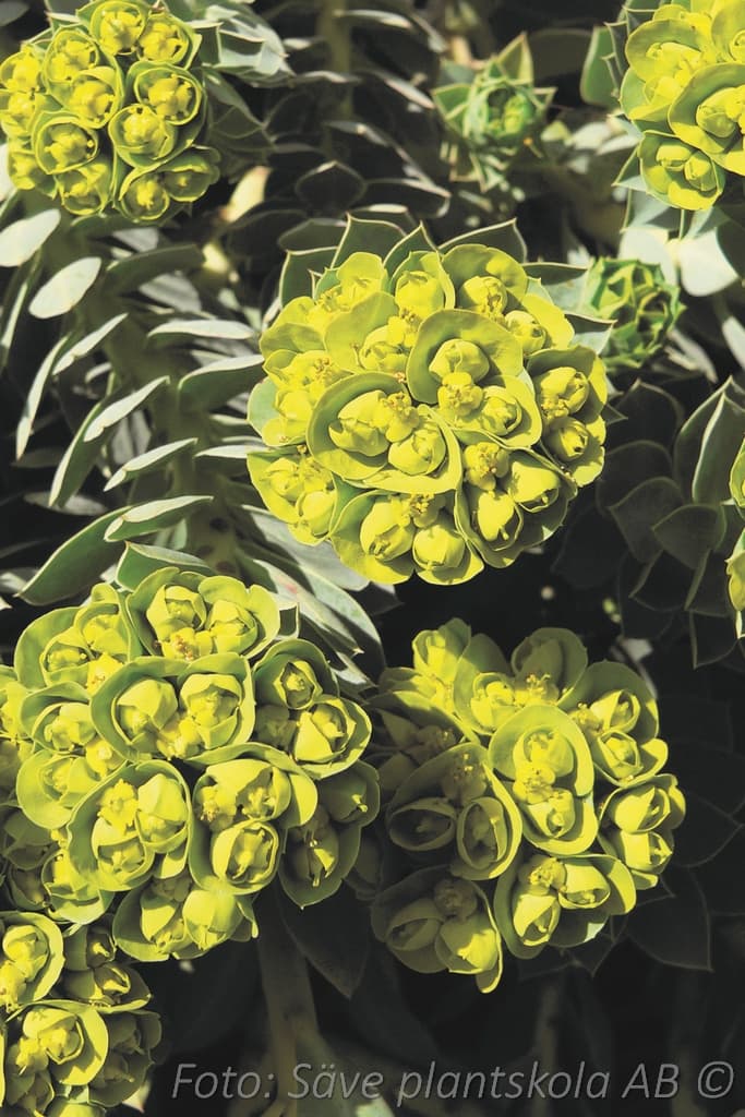 Euphorbia myrsinites